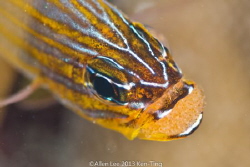 Cardinalfish with eggs. by Allen Lee 